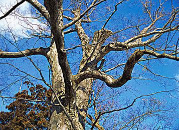 《明末：渊虚之羽》预计于2025年推出 准备好迎接本作