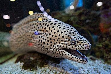 《Deathless. Tales of Old Rus》将于12月12日正式发售